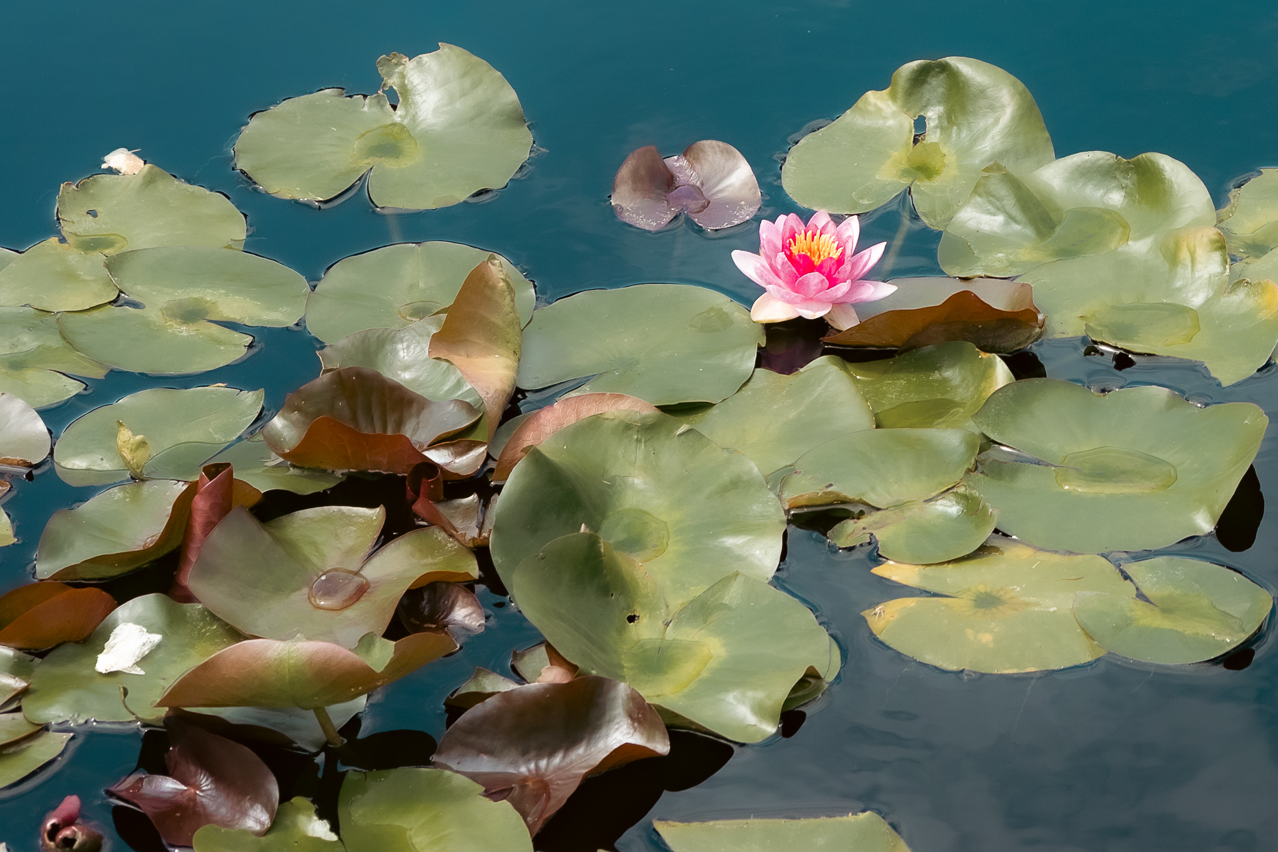 Pink water lily among lily pads