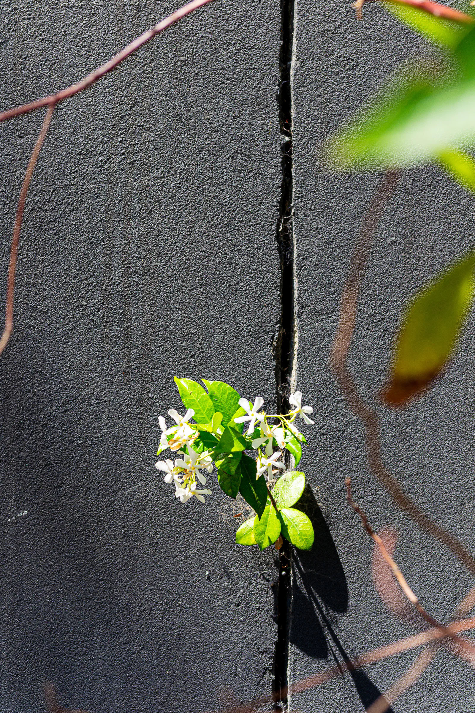 White flowers against a dark wall