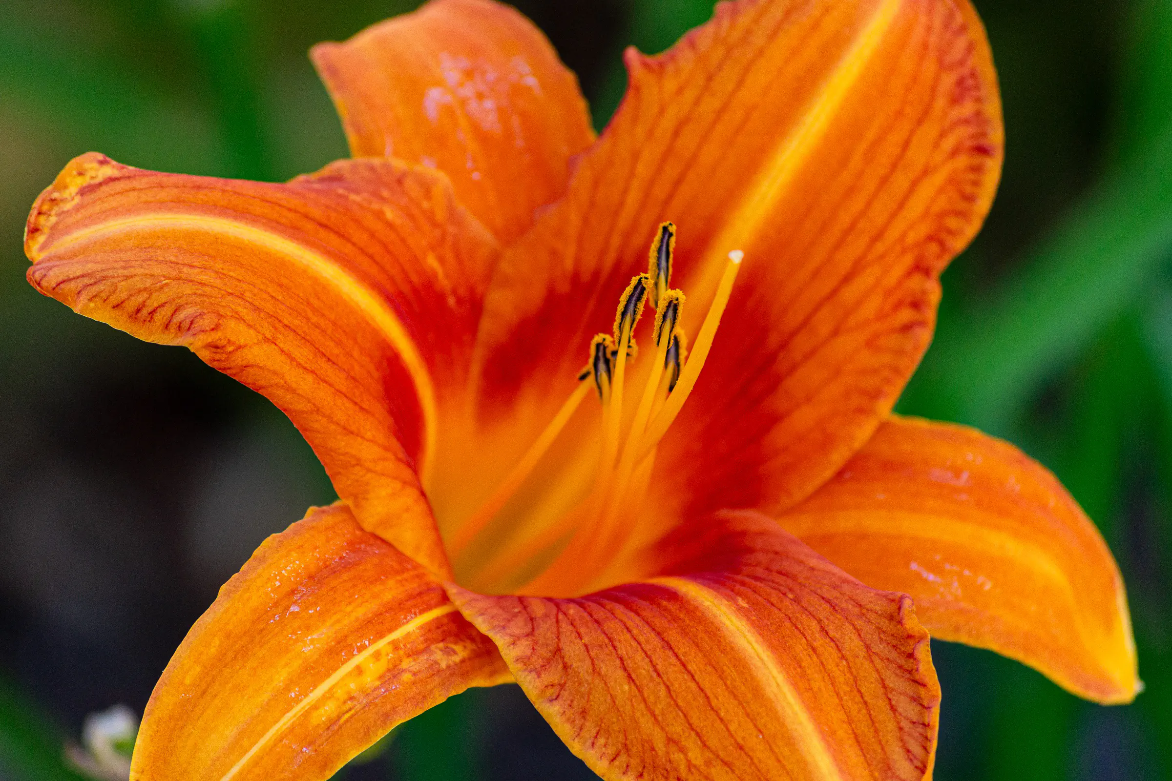 Orange daylily