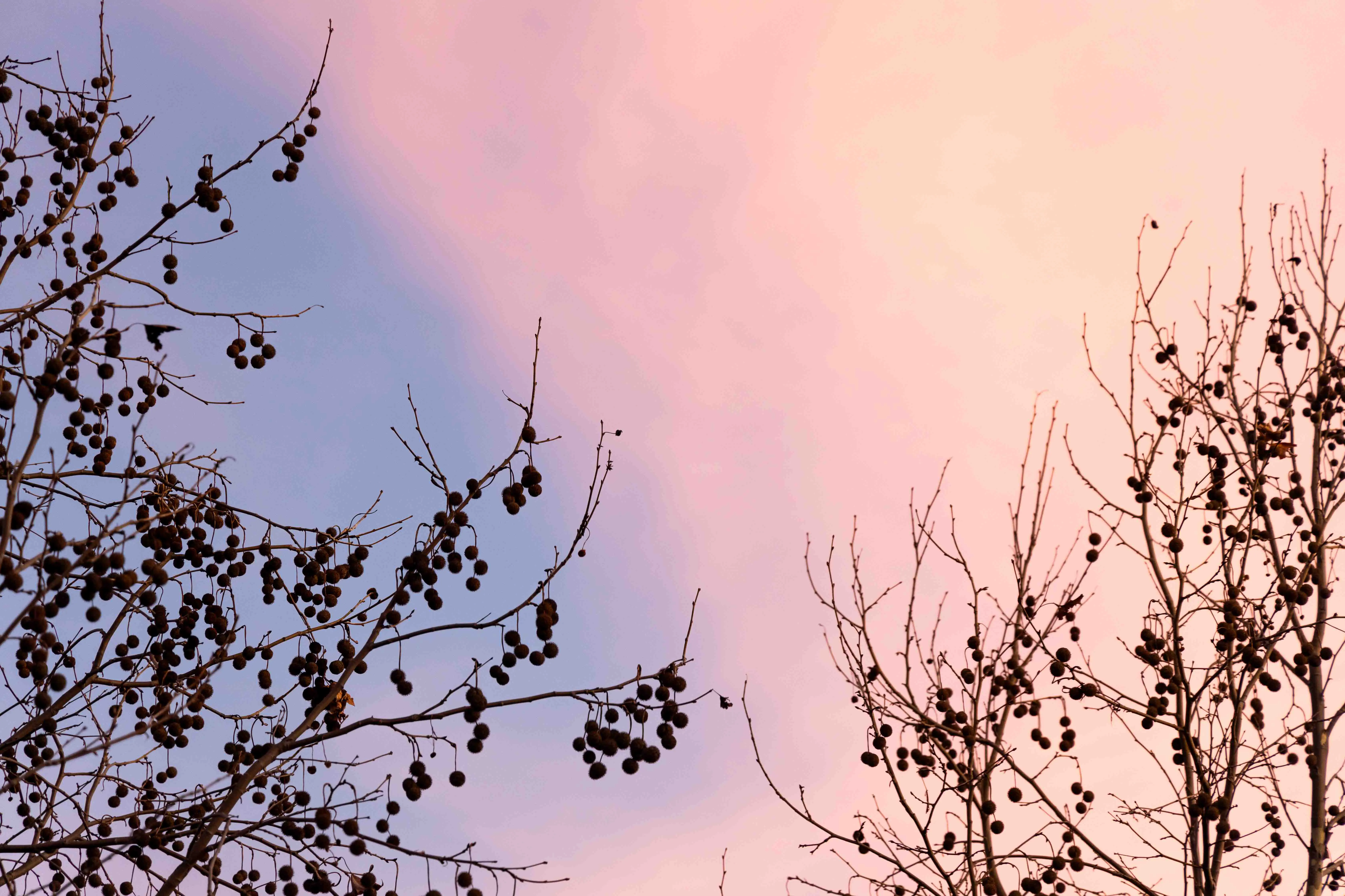 Sunset at Pavilion Park